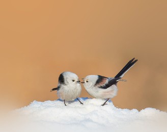 long-tailed tit foraging in winter ice and snow