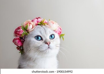 portrait of a charming white cat wearing a crown of pink flowers on a gray background