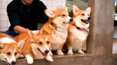 corgi in modern house. pembroke welsh corgi, originated in pembrokeshire, wales.  welsh corgi or cardigan welsh corgi descend from northern spitz-type dogs.