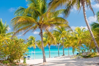 coconut palms and white sandy beach on a sunny day in varadero  in cuba