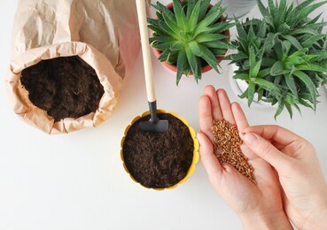 planting seeds in a flower pot indoors. hobby-planting home plants, sowing seeds in the soil. soil in a bag and flower pot for planting plants.