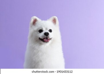 white pomeranian dog sitting among purple background. cute little spitz. place for text