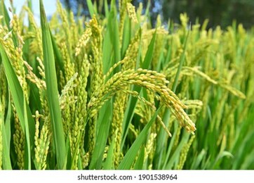 mature rice in the field of highway and channel