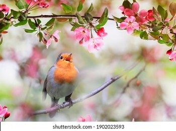  small songbird, a robin, sits in a sunny garden in may among the flowers of an apple tree