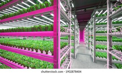 hydroponic indoor vegetable plant factory in exhibition space warehouse. interior of the farm hydroponics. green salad farm in hydroponics. lettuce roman with led lightning. concrete floor. 3d render