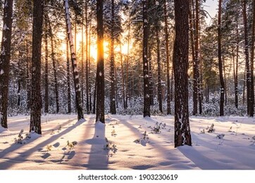 sunset or sunrise in the winter pine forest covered with a snow. sunbeams shining through the pine trunks.