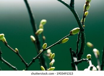 young spring green buds on the tree branches. springtime seasonal macro close up