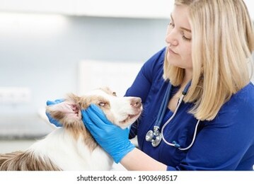 veterinarian examines the ear of a large dog at a reception in a veterinary clinic. animal care concept. veterinary services
