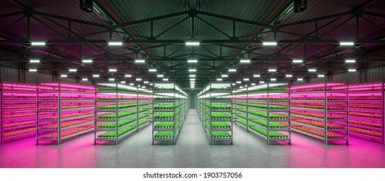 hydroponic indoor vegetable plant factory in exhibition space warehouse. interior of the farm hydroponics. green salad farm in hydroponics. lettuce roman with led lightning. concrete floor. 3d render