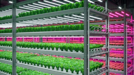 hydroponic indoor vegetable plant factory in exhibition space warehouse. interior of the farm hydroponics. green salad farm in hydroponics. lettuce roman with led lightning. concrete floor. 3d render