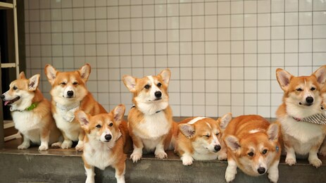 corgi in modern house. pembroke welsh corgi, originated in pembrokeshire, wales.  welsh corgi or cardigan welsh corgi descend from northern spitz-type dogs.