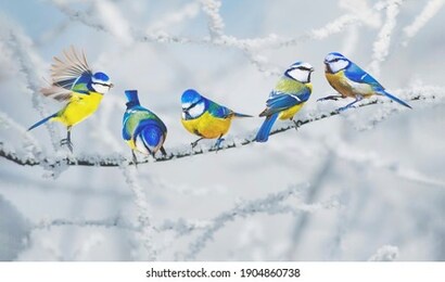 cute little birds. winter nature background. eurasian blue tit.