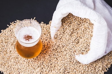 craft beer in glass and grains of barley pale malt, poured out of a canvas bag. ale or lager from pilsner malt.