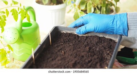 a box with soil in hand, prepared for sowing tomato seeds in a box for growing rossada, against a background of tomato leaves and attributes for performing agricultural work.