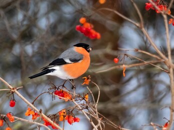 red bird eurasian bullfinch (pyrrhula pyrrhula) sitting on branches of guelder rose (viburnum opulus) and eating red fruits in winter