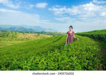 asian woman in traditional clothes collecting tea leaves with basket in tea plantations terrace, chiang mai, thailand.