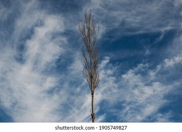 poplar tree and a cloudy blue sky