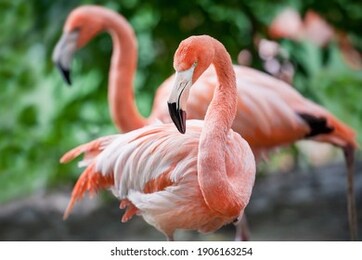 american flamingo (phoenicopterus ruber) or caribbean flamingo. big bird is relaxing enjoying the summertime. nature green background