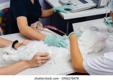 in a modern veterinary clinic, an ultrasound of a beautiful white cat is performed on the table. veterinary clinic