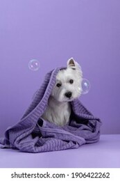 cute west highland white terrier dog on purple background after bath. dog wrapped in a towel among soap bubbles. pet grooming concept. copy space. place for text