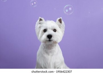 cute west highland white terrier dog on purple background after grooming. dog portrait among soap bubbles. copy space. place for text