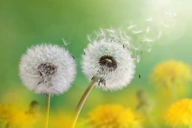 dandelion seeds in the morning sunlight blowing away across a fresh green background