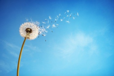 dandelion with seeds blowing away in the wind across a clear blue sky with copy space