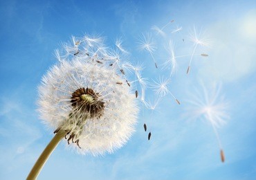 dandelion seeds in the morning sunlight blowing away in the wind across a clear blue sky