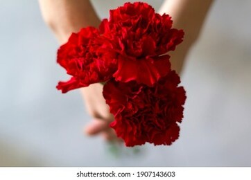 top view of woman holding red carnations. revolution and april 25 concept