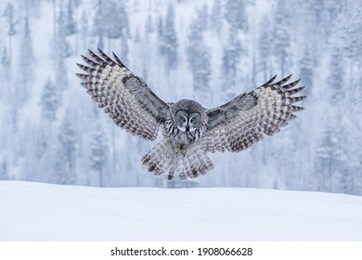 powerful bird of prey, great grey owl, strix nebulosa landing with spread wings hunting for its prey in finnish taiga forest