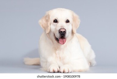 golden retriever dog lies on a gray background