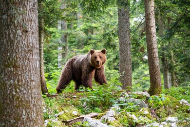 brown bear - close encounter with a  wild brown bear eating in the forest and mountains of the notranjska region in slovenia