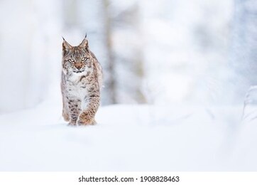 the wild beast walks through the snowy forest. the lynx walks through the snowy forest. highly endangered lynx lynx. wildlife scene from nature.