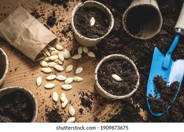 planting seed into peat pot. sowing pumpkin seeds in soil. agricultural activity and gardening at spring. plant nursery