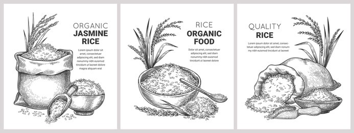 hand drawn rice label. retro sketch organic cereal grains in bag and bowl. farm basmati wild jasmine rice.  flour packages concept. illustration basmati organic rice, nutrition uncooked banner