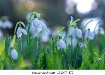 beautiful snowdrop flowers (galanthus nivalis) at spring.
beautiful nature background for seasonal cards, blogs and web design. selective focus.

