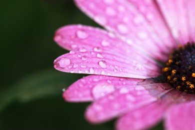 drops on the petals of a flower african daisy flower (dimorphotheca ecklonis) on dark green background, selective focus, place for text