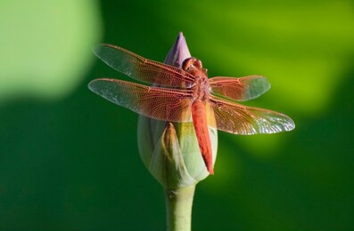 the flame skimmer is a popular dragonfly native to western north america. in this image the dragonfly sits on a lotus flower bud 