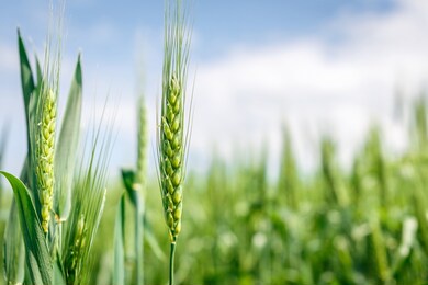 wheat field image. view on fresh ears of young green wheat and on nature in spring summer field close-up. with free space for text on a soft blurry sky background