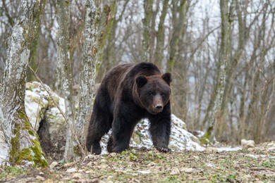 wild adult brown bear (ursus arctos) in the winter forest. dangerous animal in natural habitat. wildlife scene