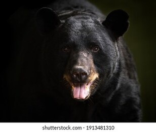 a portrait of a large black bear