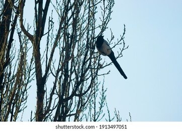 a magpie sits on the branches of a poplar tree, dark silhouettes against the light sky
