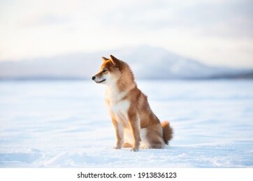 profile portrait of adorable red shiba inu dog outside at sunset in winter. beautiful and gorgeous japanese shiba inu puppy sitting on the frozen lake on mountain background