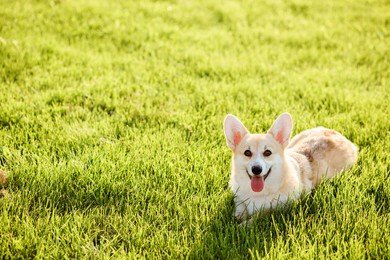 happy welsh corgi pembroke on the green lawn in summer. copy space. purebred corgi dog i resting on the green grass after walk. 