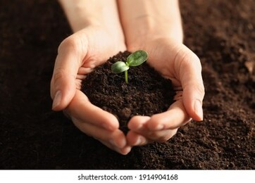 woman holding young green seedling in soil, closeup