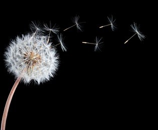 blow ball of dandelion flower isolated on black background