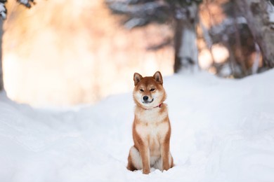 portrait of cute and beautiful shiba inu female puppy sitting in the forest in winter at sunset. adorable young japanese shiba inu female dog in the snow