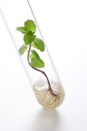 plant grows in test tube