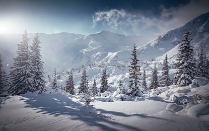 incredible winter landscape with snowcapped pine trees under bright sunny light in frosty morning. amazing nature scenery in winter mountain valley. awesome natural background. soft light effect