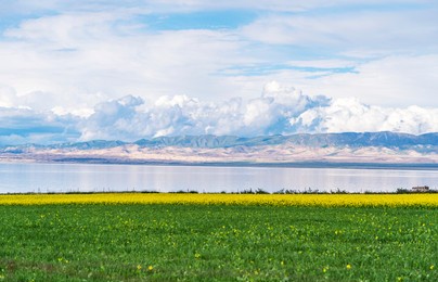 beautiful landscape in qinghai lake:cole flower 